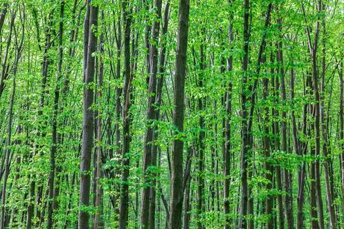 Foto - Grundstück in Erdweg 383.000,00 € 55462 m²