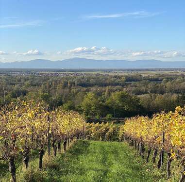 Foto - Wohnung zum Mieten in Bad Bellingen 1.280,00 € 73.69 m²