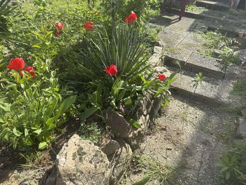 Foto - Haus zum Kaufen in Niedernhausen-Niederseelbach 450.000,00 € 314 m²