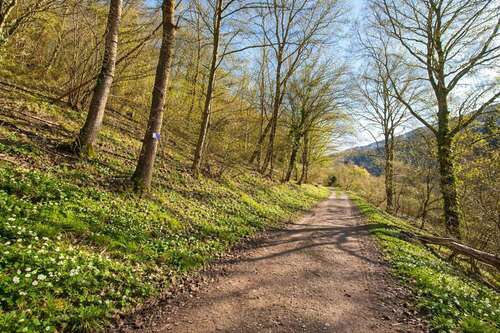 Foto - Grundstück zu verkaufen in Dausenau 89.000,00 € 972 m²