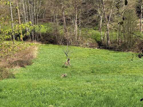 Foto - Grundstück zu verkaufen in Eberbach 99.000,00 € 3916 m²