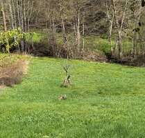 Grundstück zu verkaufen in Eberbach 99.000,00 € 3916 m²