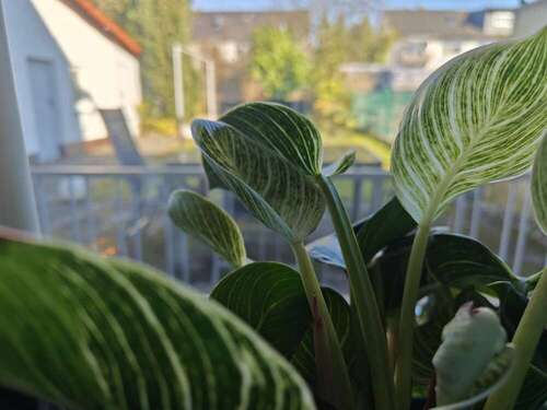 Foto - Haus zum Kaufen in Darmstadt 749.000,00 € 181 m²