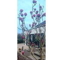 Haus zum Kaufen in Moers 1.750.000,00 € 267 m²