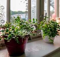 Wohnung zum Mieten in Frohburg 990,00 € 103 m²