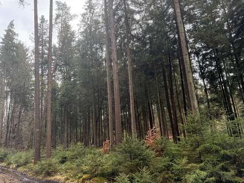 Foto - Spezialgewerbe in Seeon 239.000,00 € 49000 m²