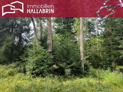 Foto - Spezialgewerbe in Dietersburg 71.040,00 € 23680 m²