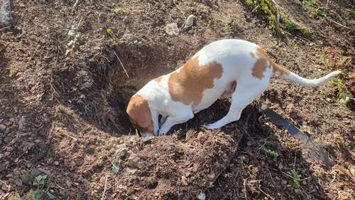 Foto - Haus zum Kaufen in Budenheim 642.955,00 € 140 m²