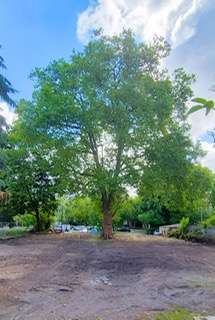 Foto - Wohnung zum Kaufen in Dresden 700.000,00 € 101 m²