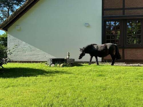 Foto - Haus zum Kaufen in Winsen Luhdorf 1.300.000,00 € 340 m²