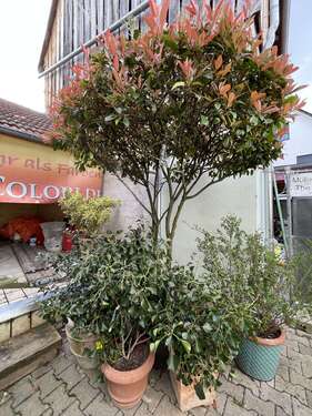 Foto - Wohnung zum Mieten in Heidelberg - Kirchheim 910,00 € 65 m²