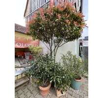 Wohnung zum Mieten in Heidelberg - Kirchheim 910,00 € 65 m²