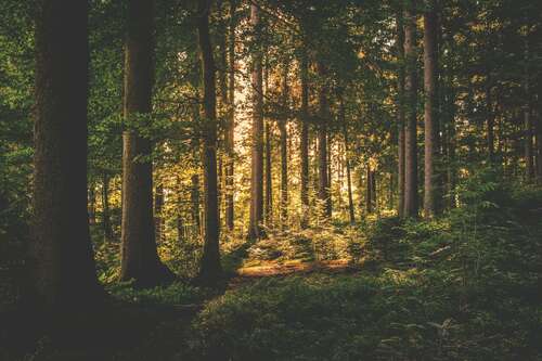 Foto - Grundstück in Wollomoos 59.990,00 € 8120 m²