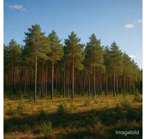 Grundstück in Doberlug-Kirschhain 260.000,00 € 177125 m²