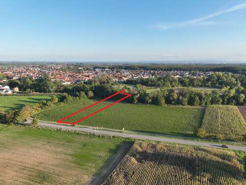 Foto - Grundstück in Rülzheim 6.000,00 € 1712 m²