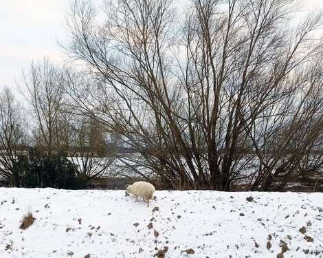 Foto - Wohnung zum Mieten in Neuendeich 500,00 € 64 m²