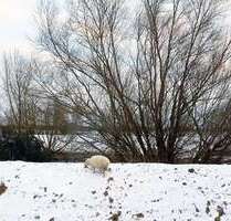 Wohnung zum Mieten in Neuendeich 500,00 € 64 m²