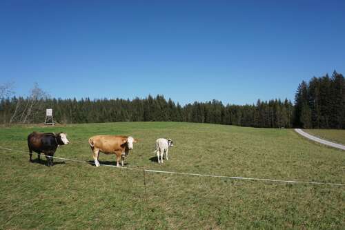 Foto - Grundstück in Bad Bayersoien 369.000,00 € 31099 m²