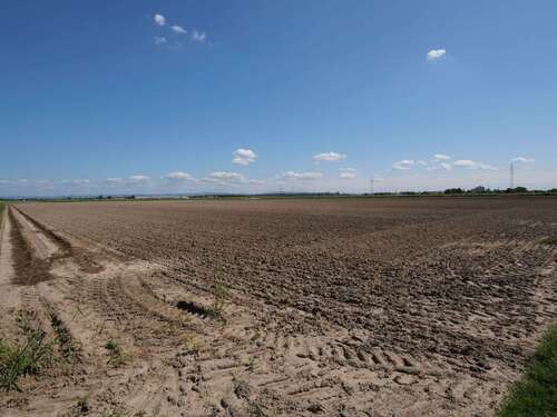 Foto - Grundstück in Mutterstadt 104.000,00 € 7950 m²