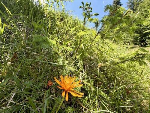 Foto - Grundstück in Ramsau 183.800,00 € 36760 m²