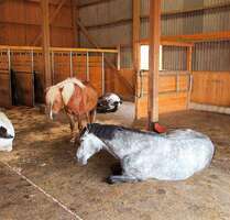 Spezialgewerbe in Messkirch 1.380.000,00 €