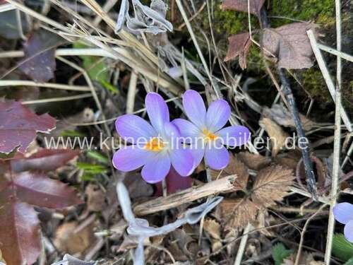 Foto - Haus zum Kaufen in Halle 620.000,00 € 160 m²