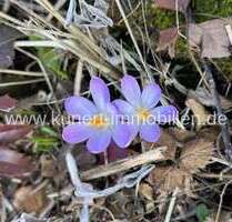 Haus zum Kaufen in Halle 620.000,00 € 160 m²