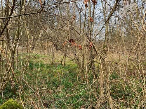 Foto - Grundstück zu verkaufen in Bevern 39.900,00 € 1810 m²