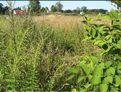 Foto - Grundstück zu verkaufen in Mittenwalde 199.000,00 € 850 m²