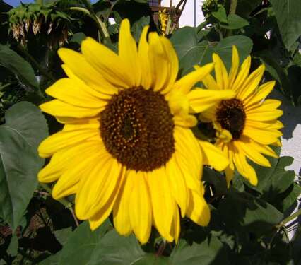 Foto - Garage zu vermieten in Regensburg 70,00 €