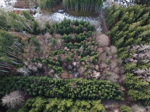 Foto - Spezialgewerbe in Hagenheim 11.800,00 €