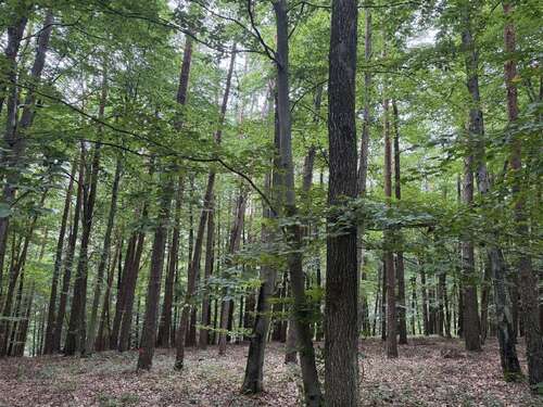 Foto - Grundstück in Weng-Hinzlbach 44.835,00 € 8968 m²