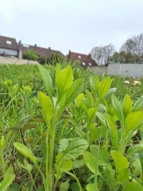 Foto - Grundstück zu verkaufen in Bergheim 113.500,00 € 347 m²