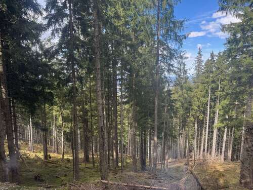 Foto - Grundstück in Saulgrub 199.000,00 € 81134 m²