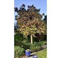 Haus zum Kaufen in Mönchengladbach 830.000,00 € 211.06 m²