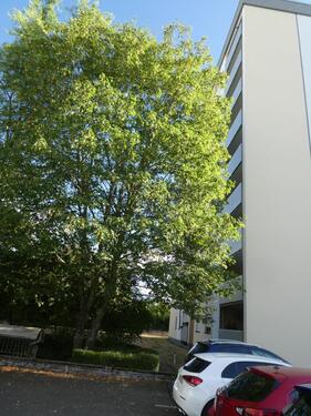 Ansicht 3 - 3 Zimmer Etagenwohnung in Trier