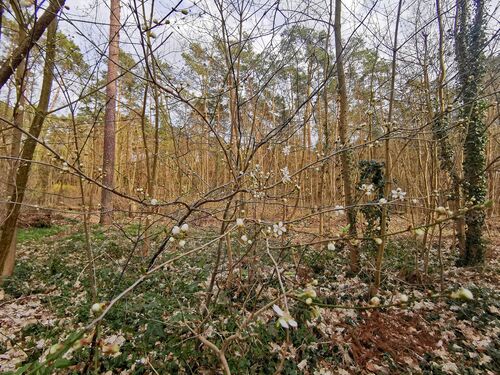 Blick in den Wald - 