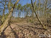 Blick zur hinteren Grundstücksgrenze - Grundstück in Grünheide (Mark) zum Kaufen