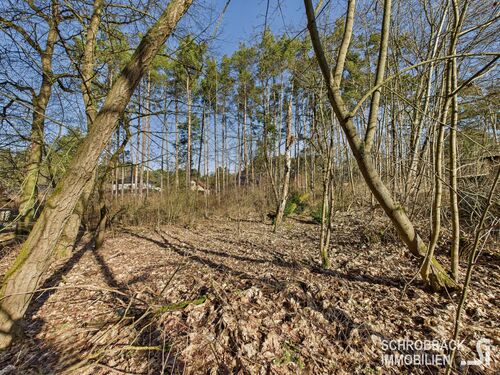 Blick zur hinteren Grundstücksgrenze - Grundstück in Grünheide (Mark) zum Kaufen