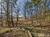 Waldstreifen auf der gegenüberliegenden Straßeseite - 