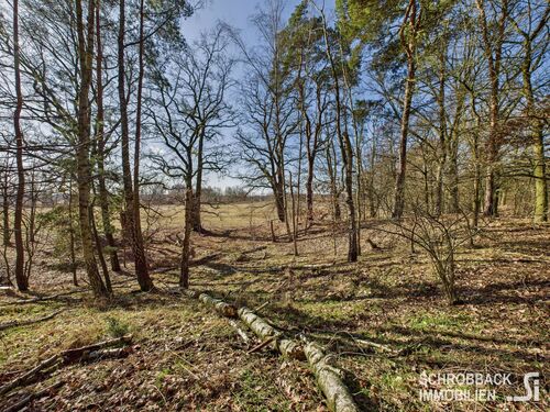 Waldstreifen auf der gegenüberliegenden Straßeseite - 