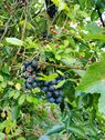 Wildrosen und Weinreben - Grundstück in Grünheide (Mark) zum Kaufen