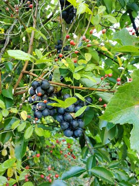 Wildrosen und Weinreben - Grundstück in Grünheide (Mark) zum Kaufen