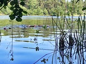 Seerosen - Wochenendgrundstück mit direktem Seezugang - am Elsensee in Grünheide (Mark)