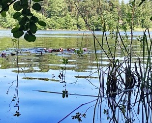 Wochenendgrundstück mit direktem Seezugang - am Elsensee in Grünheide (Mark)