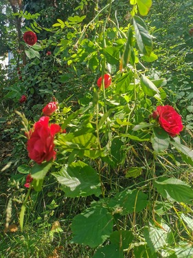 Kletterose - 