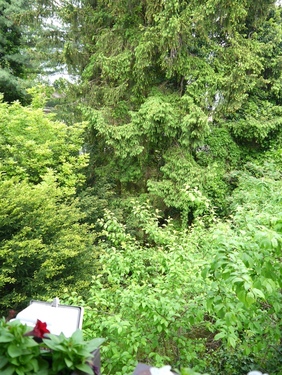 Ausblick vom Balkon - 