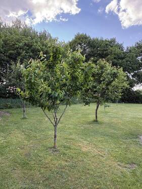 Obstbäume - 