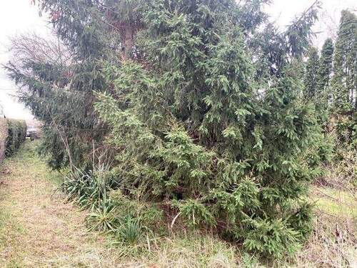 Fichtenbestand im vorderen Bereich - Grundstück in Brandenburg an der Havel zum Kaufen