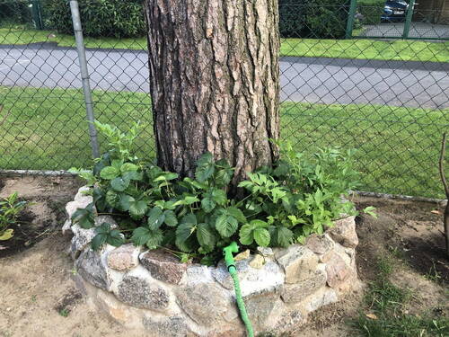 Baumbeet - Garten - 